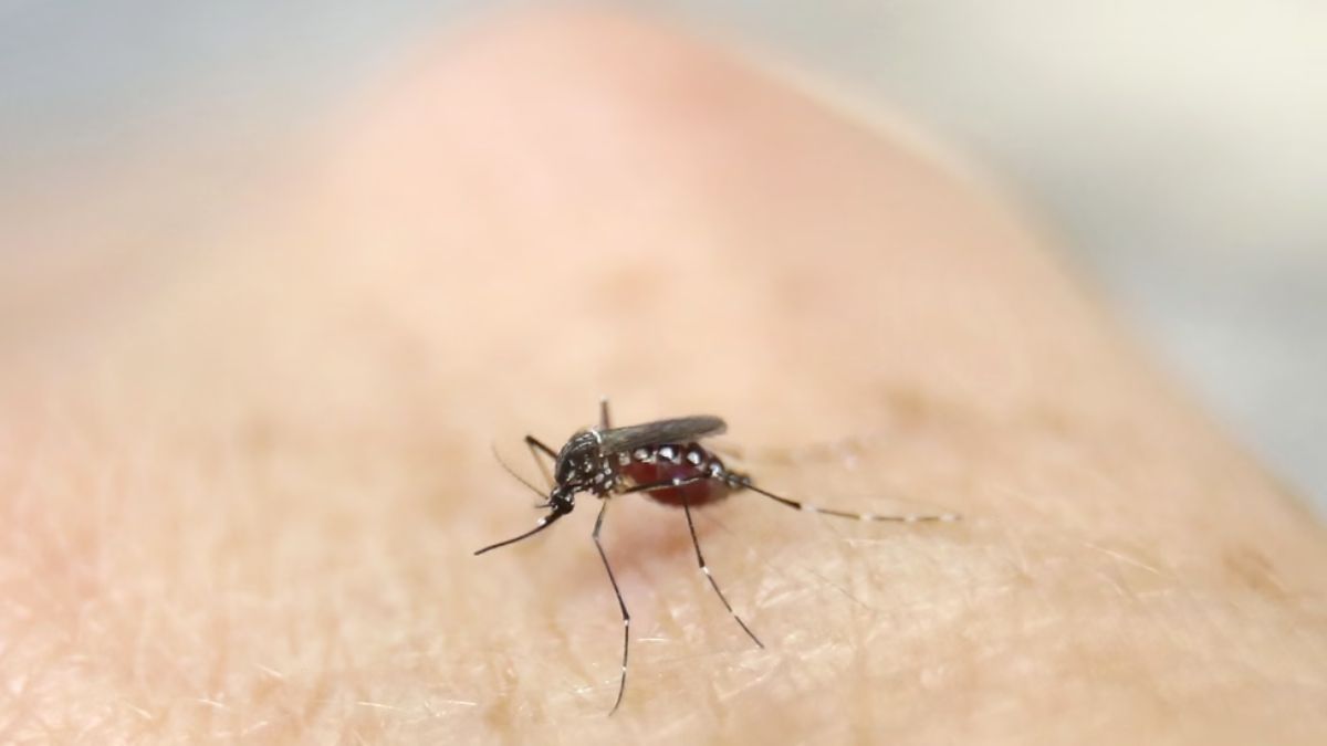 What is EEE, the deadly mosquito-borne virus that is raging in the US? What is EEE, the deadly mosquito-borne virus that is raging in the US?