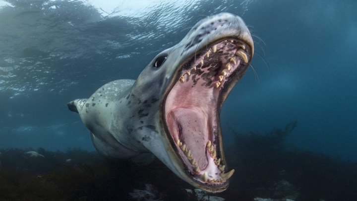 Wat-er wonderful world: The beauty of the oceans comes to life