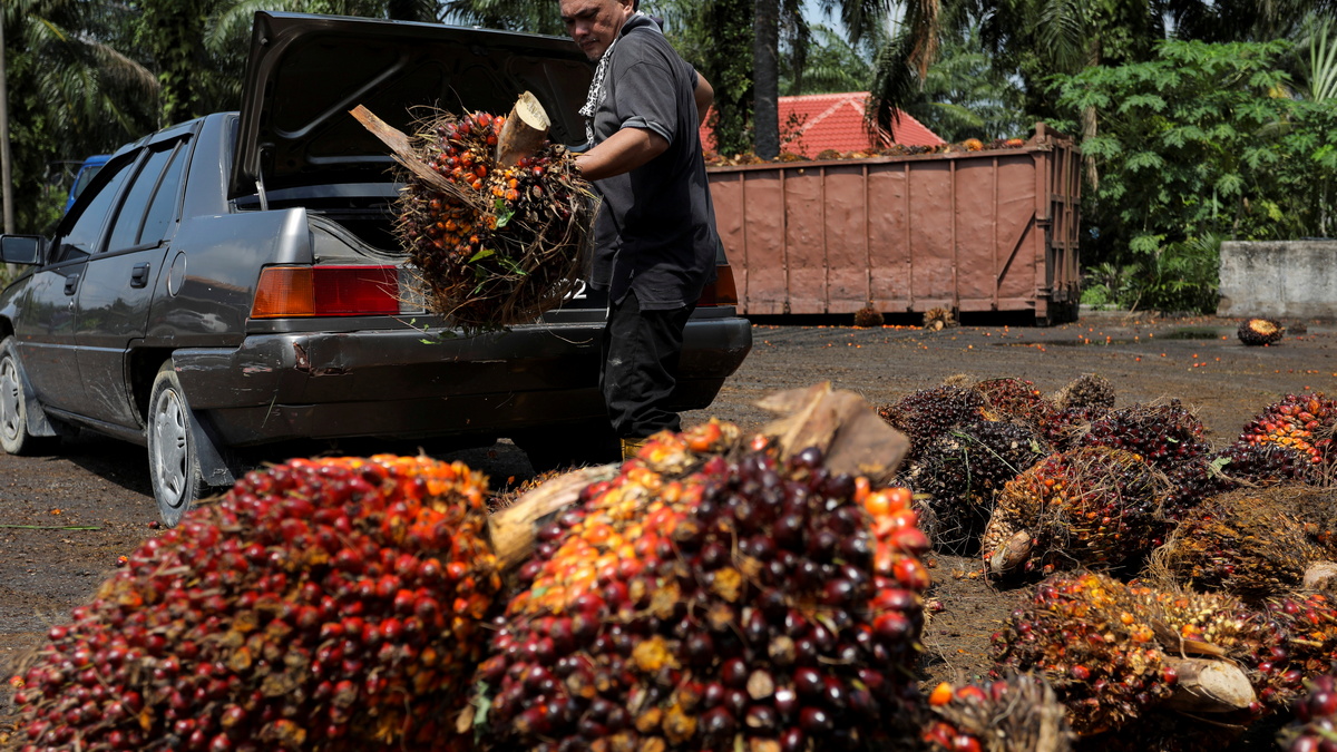 Palm oil can be used both as an edible oil and a biofuel. It comprises 57 per cent of India’s total vegetable oil imports. Reuters Palm oil can be used both as an edible oil and a biofuel. It comprises 57 per cent of India’s total vegetable oil imports. Reuters