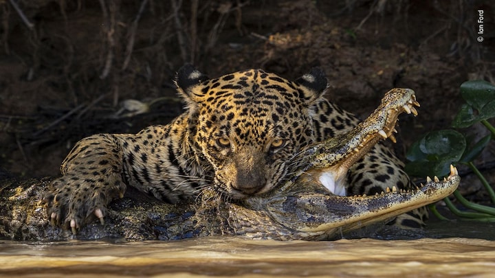 Lions mating in a storm, a killer jaguar and more... The best wildlife photos of the year