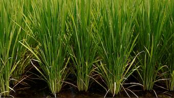 With an annual consumption of around seven million tons per year, it is by far the most consumed food staple in the country. Reuters
