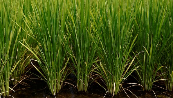 Have hot weather and influx of tourists caused a rice shortage in Japan?