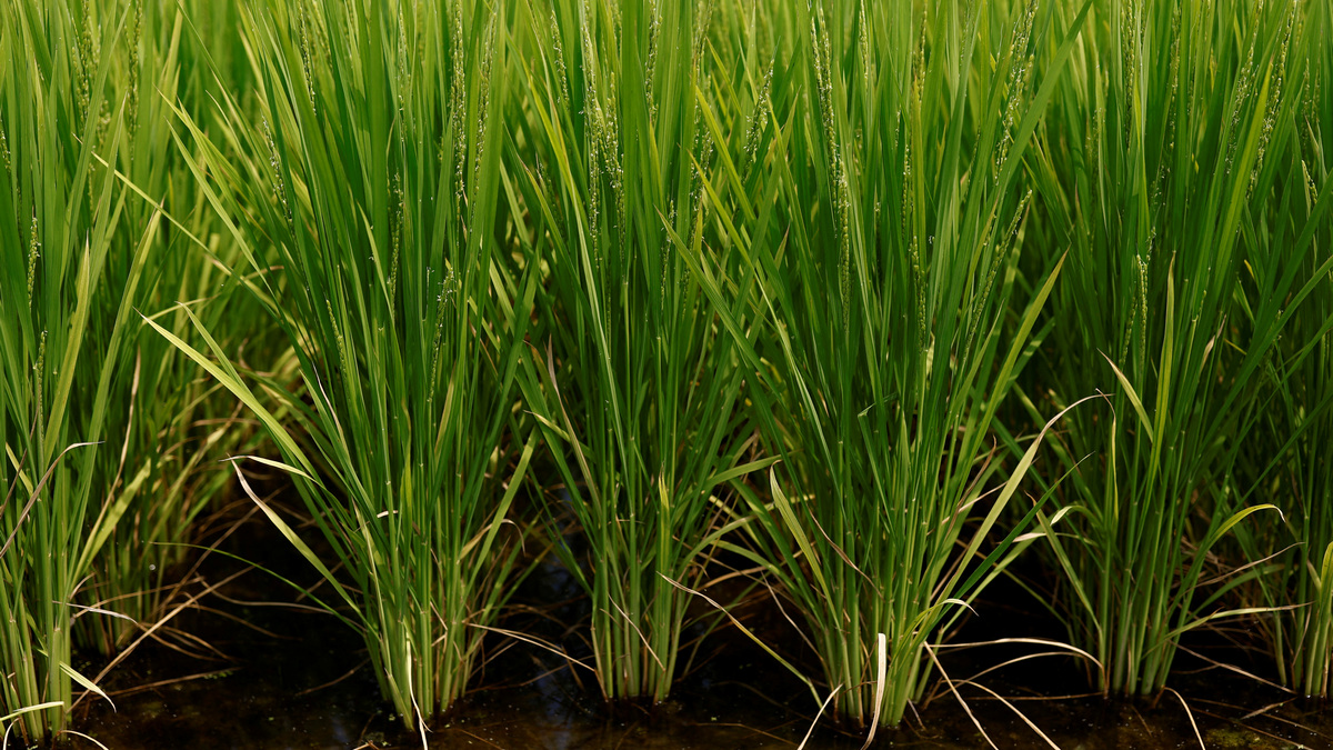 With an annual consumption of around seven million tons per year, it is by far the most consumed food staple in the country. Reuters With an annual consumption of around seven million tons per year, it is by far the most consumed food staple in the country. Reuters