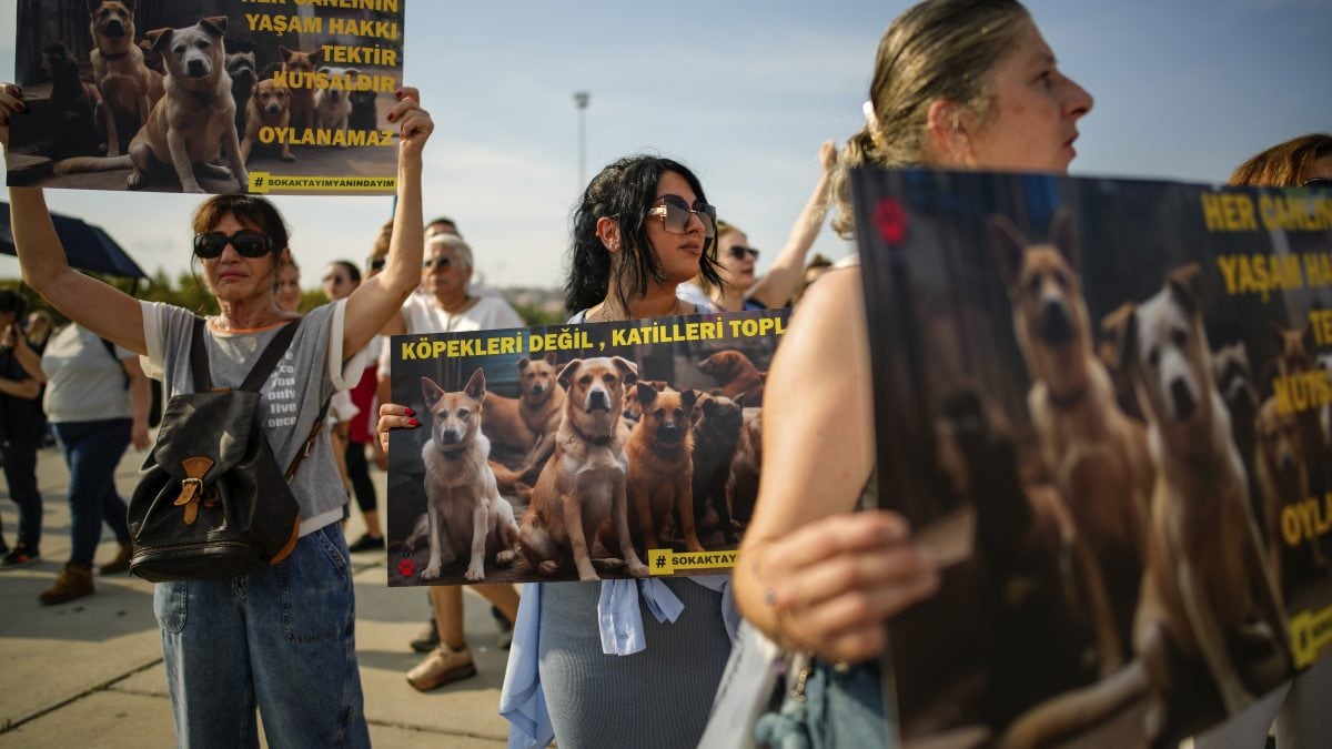 Morocco plans culling 3 million stray dogs ahead of Fifa World Cup, report sparks outrage