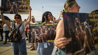 Morocco plans culling 3 million stray dogs ahead of Fifa World Cup, report sparks outrage. Representative