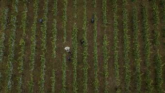 Aerial view of grape-pickers harvests Chardonnay grapes at Domaine Lavantureux, in Chablis, Burgundy region, France. AP
