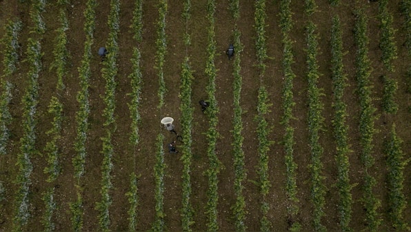 France: Climate change, weather disasters bring challenges to Chablis wine country