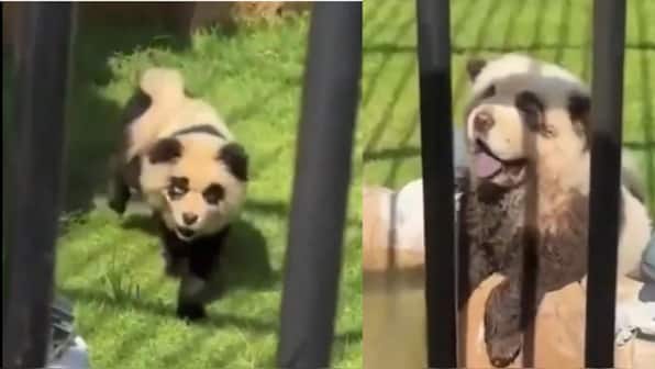 WATCH: China zoo paints Chow Chow dogs as pandas to lure visitors, faces backlash