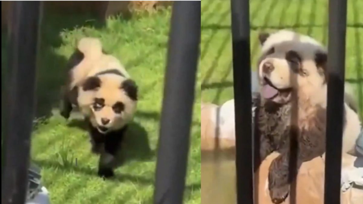 WATCH: China zoo paints Chow Chow dogs as pandas to lure visitors, faces backlash WATCH: China zoo paints Chow Chow dogs as pandas to lure visitors, faces backlash