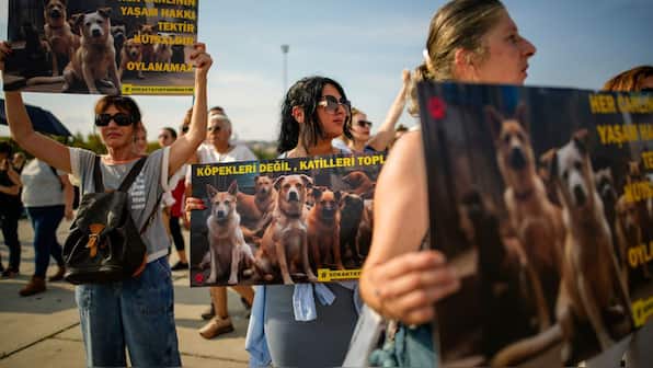 Thousands in Turkey protest 'massacre law' targeting millions of stray dogs