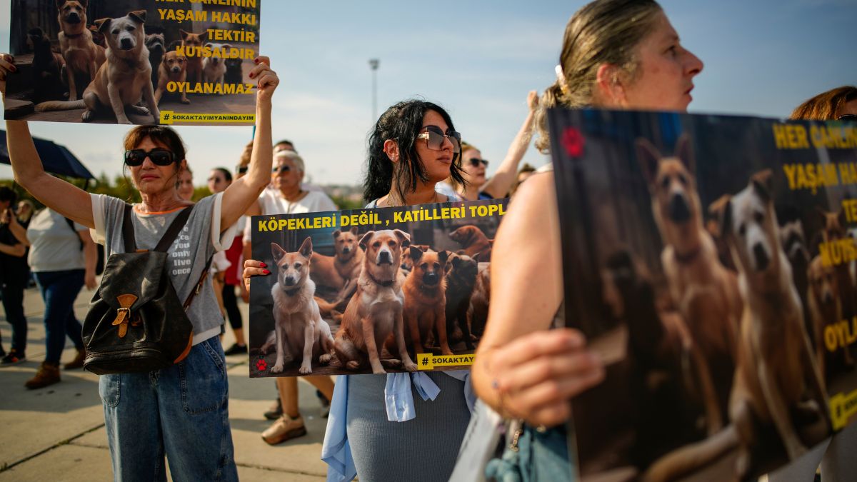 Thousands in Turkey protest 'massacre law' targeting millions of stray dogs Thousands in Turkey protest 'massacre law' targeting millions of stray dogs