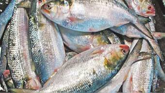 Bangladesh lifts hilsa export ban, to send 3,000 tonnes to India ahead of Durga Puja