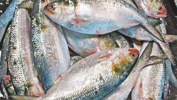 Bangladesh lifts hilsa export ban, to send 3,000 tonnes to India ahead of Durga Puja