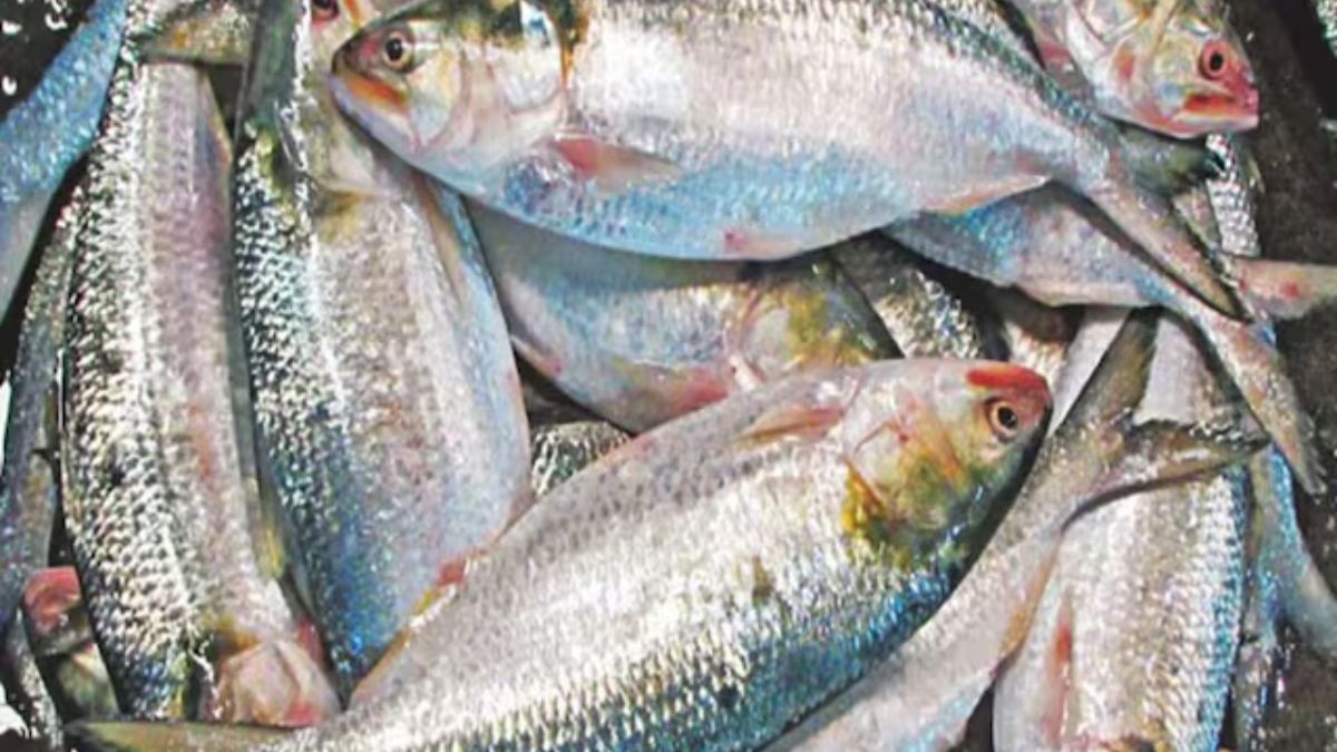 Bangladesh lifts hilsa export ban, to send 3,000 tonnes to India ahead of Durga Puja Bangladesh lifts hilsa export ban, to send 3,000 tonnes to India ahead of Durga Puja