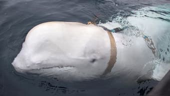 Norway and Russia share a maritime border in the Arctic, leading to jokes that the whale was a Russian spy.- File Photo- Reuters
