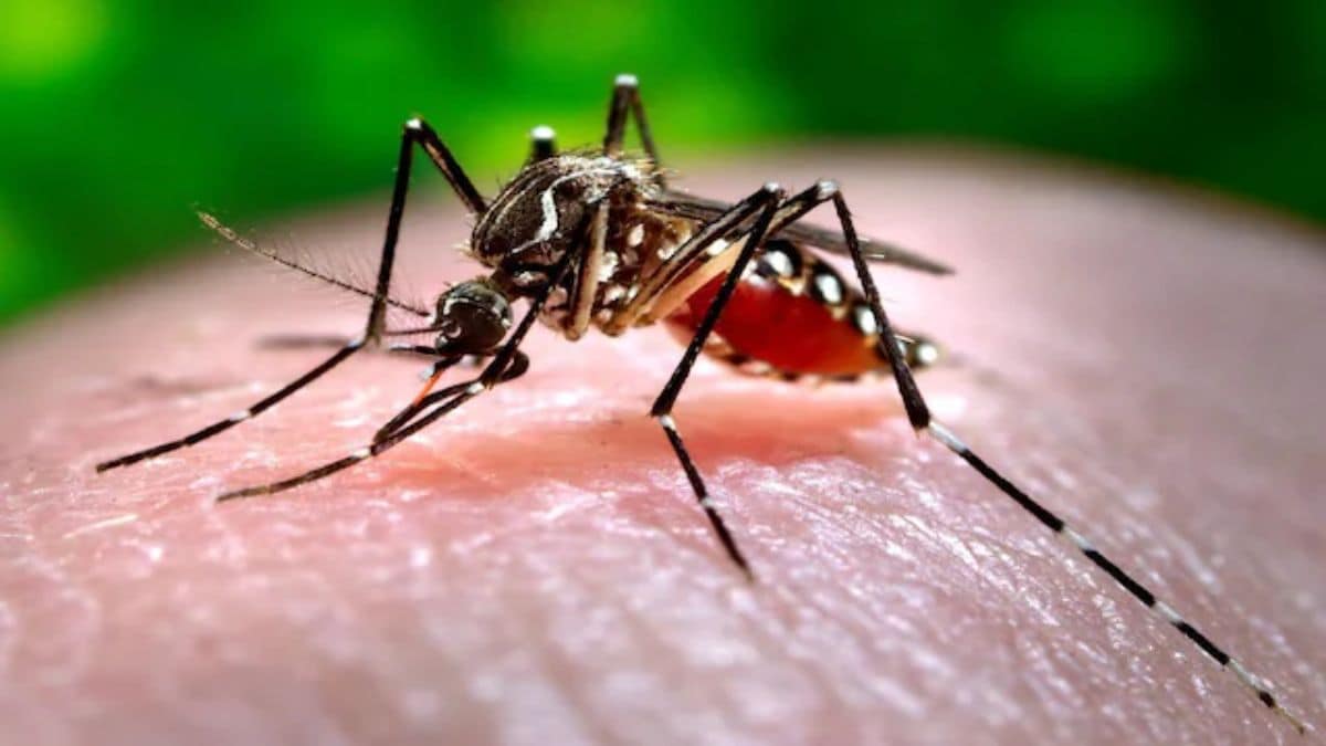 Climate change expanding dengue’s reach? Why India’s fight needs more than fogging