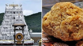 Tirupati Laddu controversy: TDP alleges beef tallow, pig fat & fish oil in consecrated sweet
