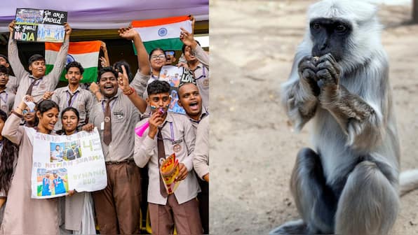 IND vs BAN: Kanpur stadium authority hires langurs to tackle monkeys menace