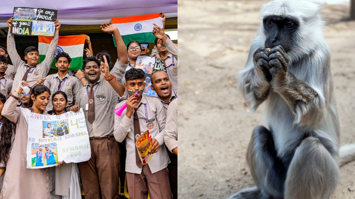 IND vs BAN: Kanpur stadium authority hires langurs to tackle monkeys menace IND vs BAN: Kanpur stadium authority hires langurs to tackle monkeys menace