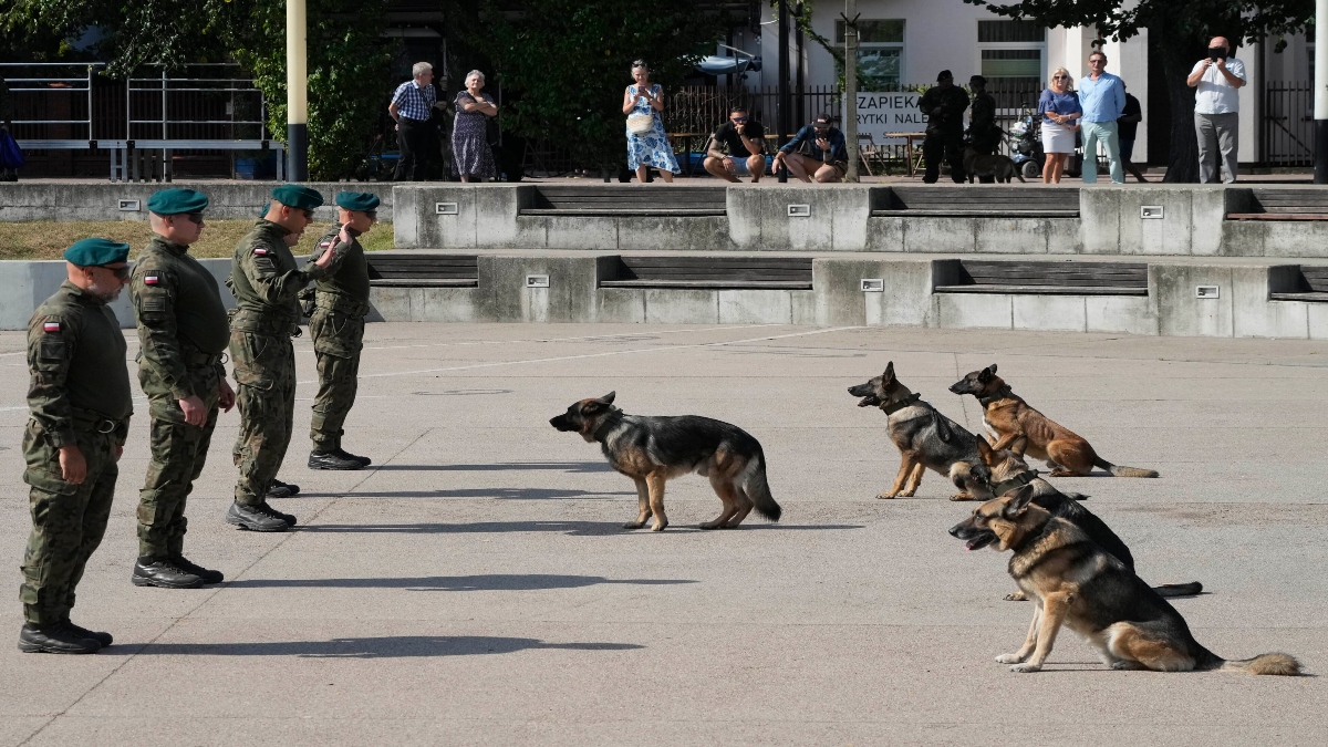 Polish army dogs and their handlers are seen during a ceremony in Nowy Dwor Mazowiecki, Poland, on September 6, 2024. AP File Polish army dogs and their handlers are seen during a ceremony in Nowy Dwor Mazowiecki, Poland, on September 6, 2024. AP File