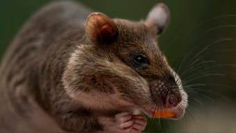 It is rat versus tech in Singapore, AP