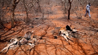 A man walks past carcasses of cows in Kura Kalicha camp for the people internally displaced by drought near Das town in Ethiopia on March 7, 2023. (Photo: Reuters/Tiksa Negeri)