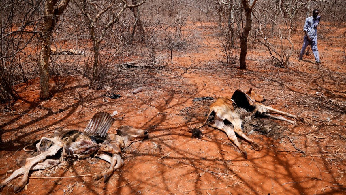 Africa emits less but loses 2%–5% of GDP battling climate extremes, says WMO Africa emits less but loses 2%–5% of GDP battling climate extremes, says WMO