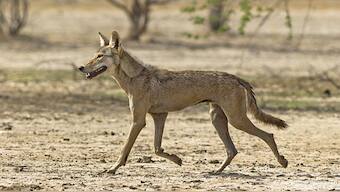 Uttar Pradesh’s Bahraich has seen a spate of deadly wolf attacks in recent months. Representational Image/Wikimedia Commons 
