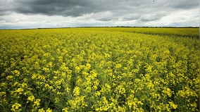 Beijing targets Canadian canola, chemicals in retaliation for Canada’s EV tariffs