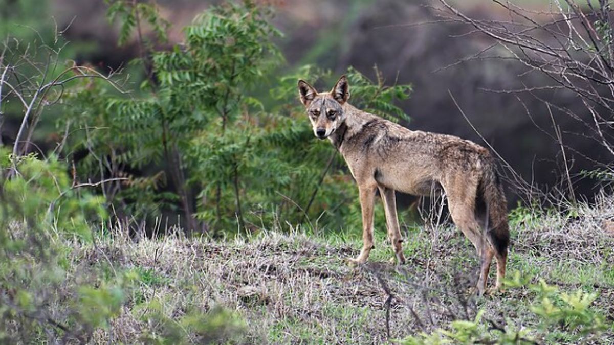 Why have wolves in UP’s Bahraich turned ‘man-eaters’? Why have wolves in UP’s Bahraich turned ‘man-eaters’?