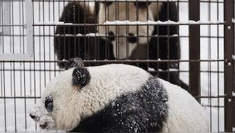 Giant pandas male Hua Bao, named Pyry, and female Jin Bao Bao, named Lumi, play during the opening day of Ahtari Zoo Snowpanda Resort in Ahtari, Finland. Reuters
