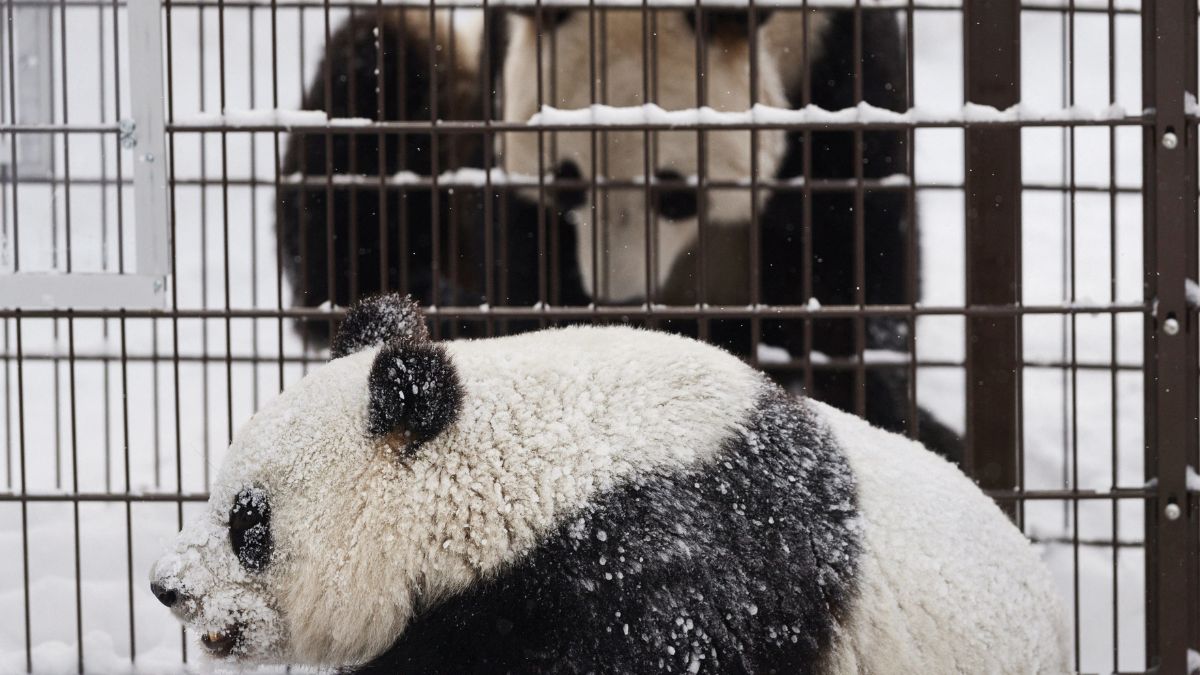 Giant pandas male Hua Bao, named Pyry, and female Jin Bao Bao, named Lumi, play during the opening day of Ahtari Zoo Snowpanda Resort in Ahtari, Finland. Reuters Giant pandas male Hua Bao, named Pyry, and female Jin Bao Bao, named Lumi, play during the opening day of Ahtari Zoo Snowpanda Resort in Ahtari, Finland. Reuters