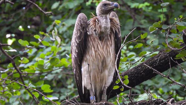 International Vulture Awareness Day: Humans are the real vultures, not the birds