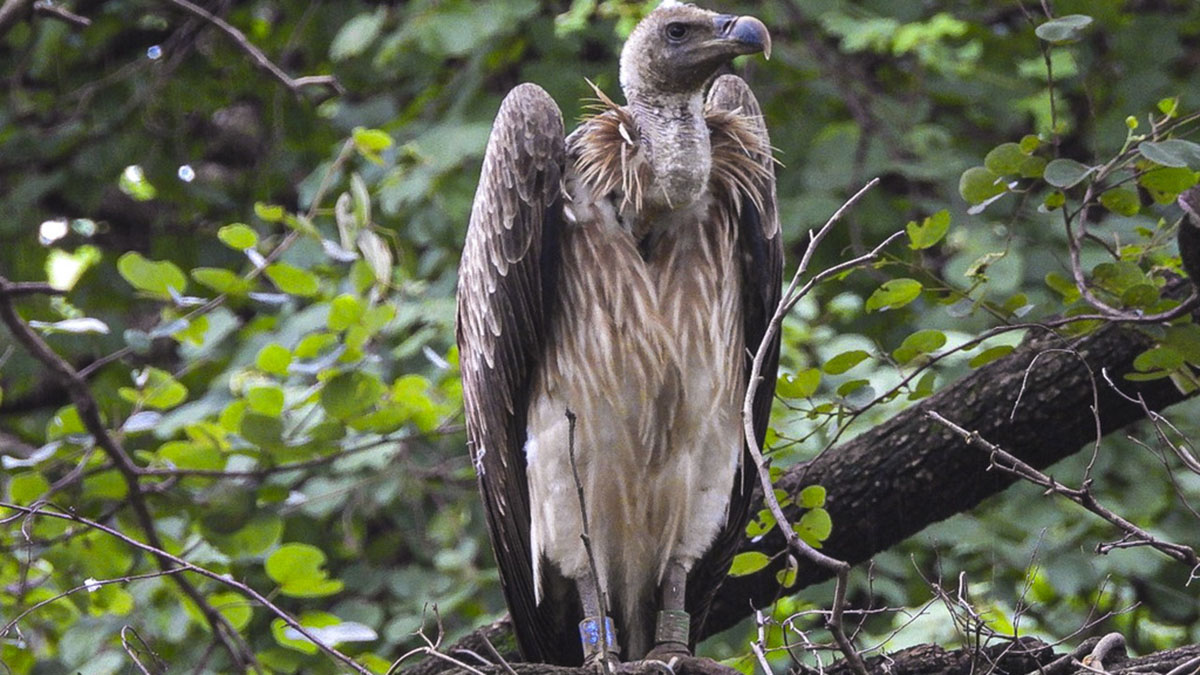 A critically endangered long-billed vulture at Pench reserve. PTI A critically endangered long-billed vulture at Pench reserve. PTI