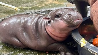 Moo Deng is an endearing pygmy hippo born on June 10 to parents Jona and Tony at the Khao Kheow Open Zoo in Thailand’s Chonburi. Image Courtesy: @twaniimals/X