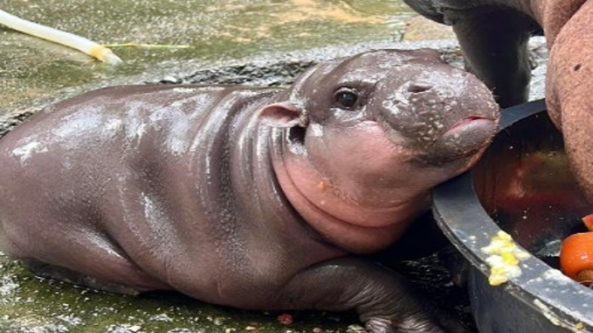 Moo Deng is an endearing pygmy hippo born on June 10 to parents Jona and Tony at the Khao Kheow Open Zoo in Thailand’s Chonburi. Image Courtesy: @twaniimals/X Moo Deng is an endearing pygmy hippo born on June 10 to parents Jona and Tony at the Khao Kheow Open Zoo in Thailand’s Chonburi. Image Courtesy: @twaniimals/X