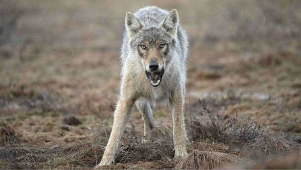 7 things about 'endangered' wolves of India