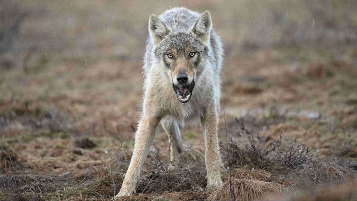 Four man-eating wolves have been captured under 'Operation Bhediya'. Source: AP/Representational Image. Four man-eating wolves have been captured under 'Operation Bhediya'. Source: AP/Representational Image.
