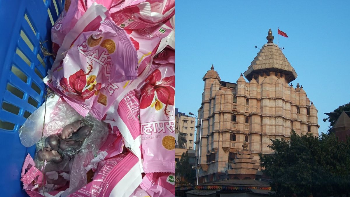 Siddhivinayak Temple Prasad Controversy: Mice in Video?