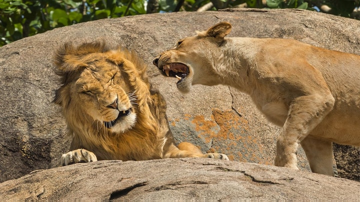 Want a good laugh? These comedy wildlife photos are what you need