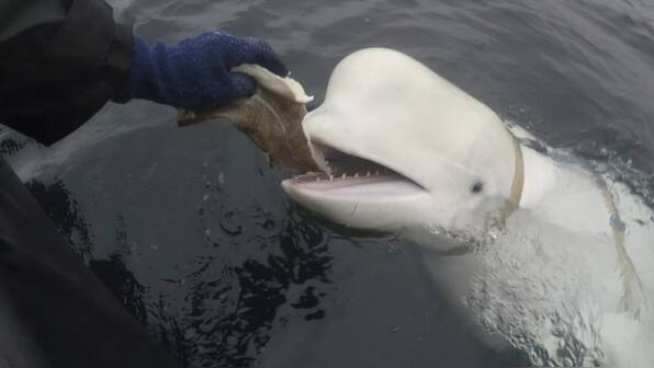 Hvaldimir: Beluga whale accused of being 'Russian spy' found dead in Norway