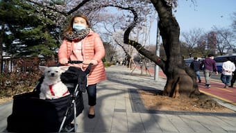 A woman pushes a stroller with a dog as she takes a walk in Seoul, South Korea. The sale of dog strollers has outpaced those of prams for babies. Representational image/Reuters