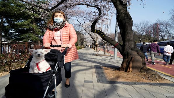 In South Korea, dog strollers outsell prams for babies. Here’s why that is a worry