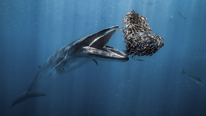 Whale of a time: The most stunning underwater photos that exist