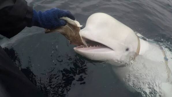 Was Hvaldimir, the Russian ‘spy whale’, killed? Mystery deepens over death of the famous white beluga