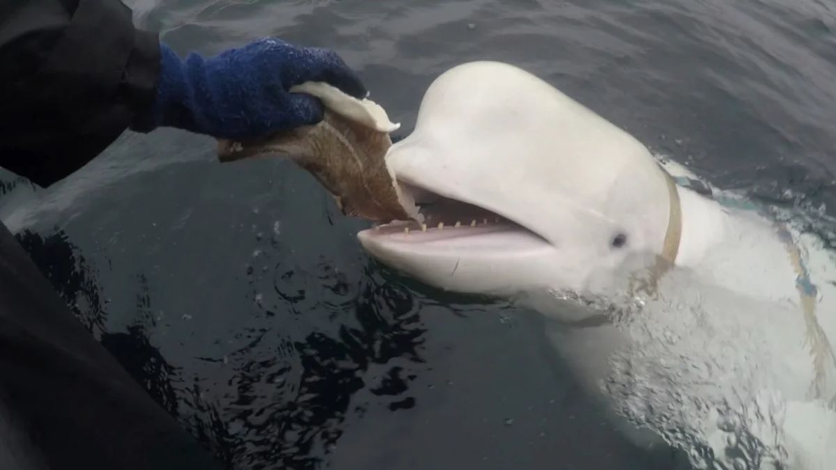 Was Hvaldimir, the Russian ‘spy whale’, killed? Mystery deepens over death of the famous white beluga Was Hvaldimir, the Russian ‘spy whale’, killed? Mystery deepens over death of the famous white beluga