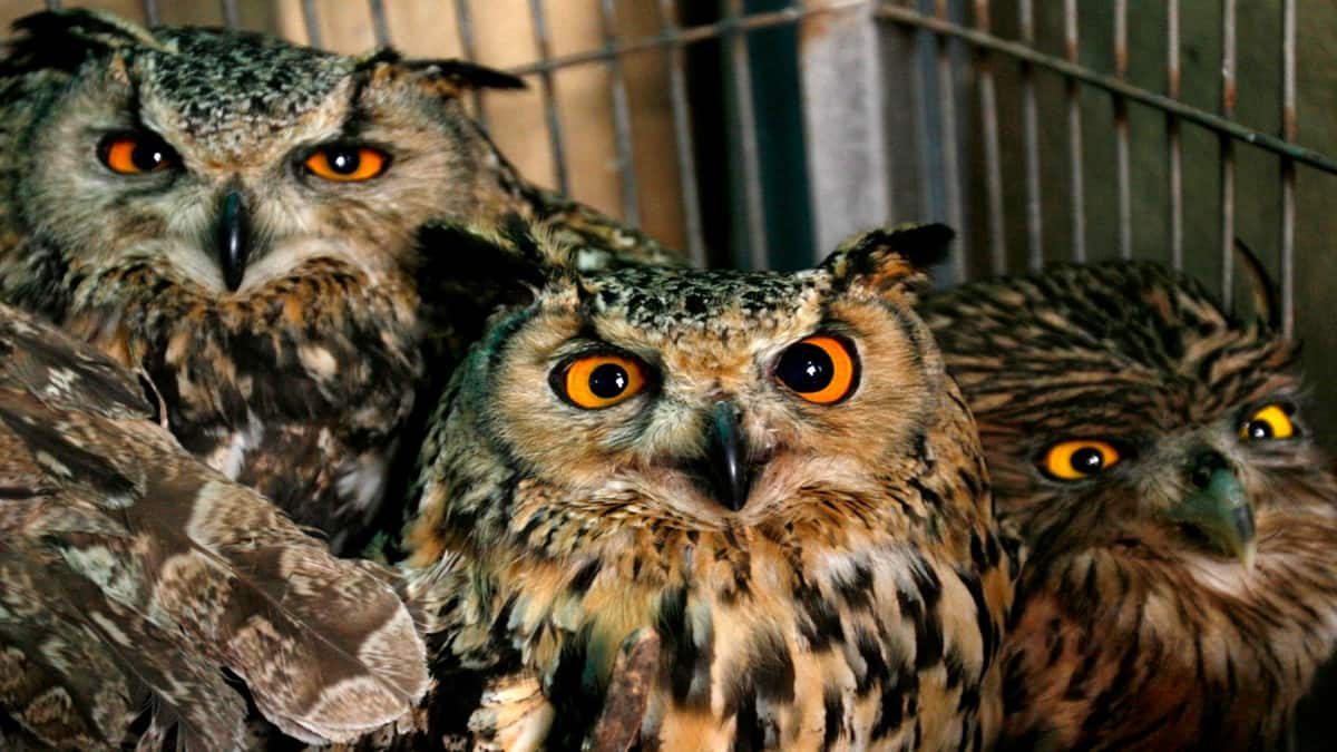 Why owls are sold for thousands of rupees during Diwali – Firstpost