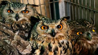 Seized horned owls are displayed by Delhi wildlife department in New Delhi December 7, 2006. Representational Image/Reuters