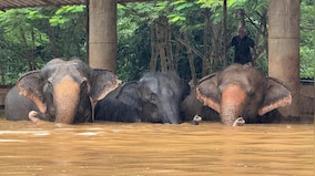 The heartbreaking tale of rescued elephants now drowning in Thailand floods