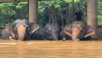 This photo provided by the Elephant Nature Park shows three of the roughly 100 elephants who are stuck in rising flood waters at the park in Chiang Mai Province, Thailand, Thursday, October 3, 2024. AP